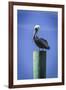 Mr. Pelican III-Alan Hausenflock-Framed Photographic Print