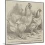 Mr Reynolds's Prize Cochin-China Fowls-Harrison William Weir-Mounted Giclee Print