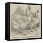 Mr Reynolds's Prize Cochin-China Fowls-Harrison William Weir-Framed Stretched Canvas