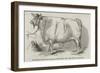 Mr Smith's 3 Years and 3/4 Months Old Short-Horned Steer, Prize £20, and Silver Medal-null-Framed Giclee Print