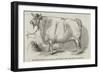 Mr Smith's 3 Years and 3/4 Months Old Short-Horned Steer, Prize £20, and Silver Medal-null-Framed Giclee Print