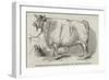 Mr Smith's 3 Years and 3/4 Months Old Short-Horned Steer, Prize £20, and Silver Medal-null-Framed Giclee Print