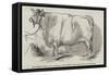 Mr Smith's 3 Years and 3/4 Months Old Short-Horned Steer, Prize £20, and Silver Medal-null-Framed Stretched Canvas