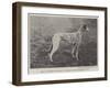 Mr T Holmes's Gallant, Winner of the Waterloo Cup-null-Framed Giclee Print