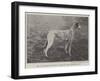 Mr T Holmes's Gallant, Winner of the Waterloo Cup-null-Framed Giclee Print