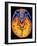 MRI Brain Scan-PASIEKA-Framed Photographic Print