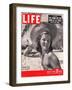 Mrs. Anne Bromley nee Brewster, March 27, 1950-Alfred Eisenstaedt-Framed Photographic Print