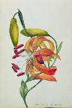 Tiger Lily-Mrs Frederick Hill-Mounted Giclee Print