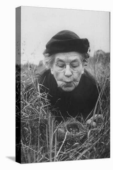 Mrs. Margaret Morse Nice Lying Flat in Grass to Study Nest of Baby Field Sparrows-Al Fenn-Stretched Canvas