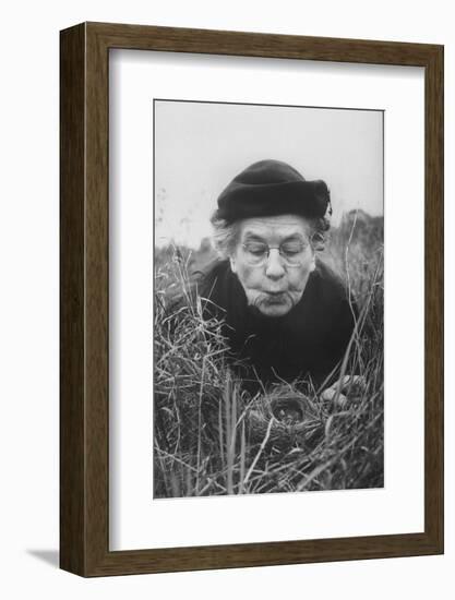 Mrs. Margaret Morse Nice Lying Flat in Grass to Study Nest of Baby Field Sparrows-Al Fenn-Framed Photographic Print