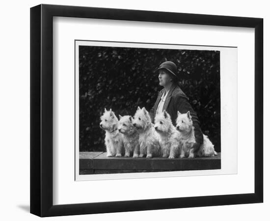 Mrs Pacey, Breeder and Judge, with Five of Her 'Wolvey' West Highland White Terriers-null-Framed Photographic Print