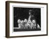 Mrs Pacey, Breeder and Judge, with Five of Her 'Wolvey' West Highland White Terriers-null-Framed Premium Photographic Print