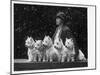 Mrs Pacey, Breeder and Judge, with Five of Her 'Wolvey' West Highland White Terriers-null-Mounted Premium Photographic Print