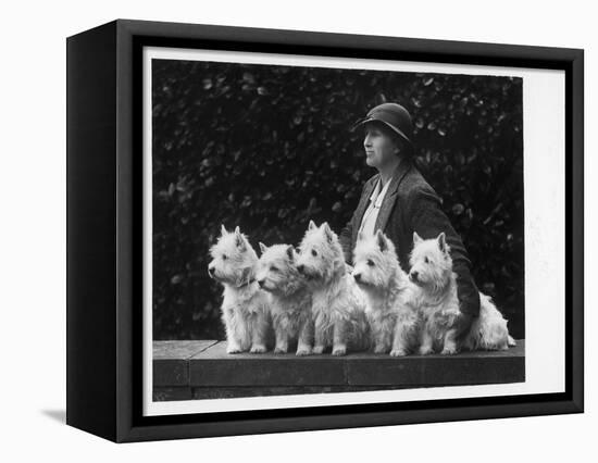 Mrs Pacey, Breeder and Judge, with Five of Her 'Wolvey' West Highland White Terriers-null-Framed Stretched Canvas