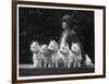 Mrs Pacey, Breeder and Judge, with Five of Her 'Wolvey' West Highland White Terriers-null-Framed Photographic Print