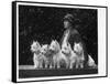 Mrs Pacey, Breeder and Judge, with Five of Her 'Wolvey' West Highland White Terriers-null-Framed Stretched Canvas