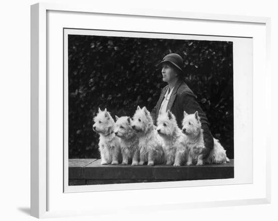 Mrs Pacey, Breeder and Judge, with Five of Her 'Wolvey' West Highland White Terriers-null-Framed Photographic Print