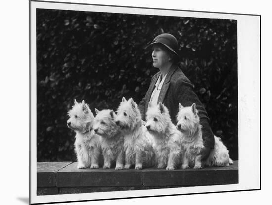 Mrs Pacey, Breeder and Judge, with Five of Her 'Wolvey' West Highland White Terriers-null-Mounted Photographic Print