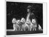 Mrs Pacey, Breeder and Judge, with Five of Her 'Wolvey' West Highland White Terriers-null-Mounted Photographic Print