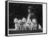 Mrs Pacey, Breeder and Judge, with Five of Her 'Wolvey' West Highland White Terriers-null-Framed Stretched Canvas