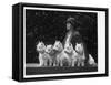 Mrs Pacey, Breeder and Judge, with Five of Her 'Wolvey' West Highland White Terriers-null-Framed Stretched Canvas