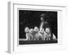 Mrs Pacey, Breeder and Judge, with Five of Her 'Wolvey' West Highland White Terriers-null-Framed Photographic Print