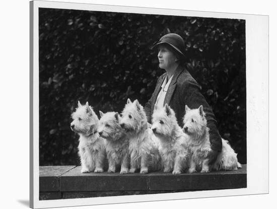 Mrs Pacey, Breeder and Judge, with Five of Her 'Wolvey' West Highland White Terriers-null-Stretched Canvas