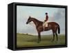 Mrs S. Wrather's 'Nutwith', with J. Marson Up, 1843-Harry Hall-Framed Stretched Canvas