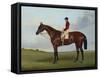 Mrs S. Wrather's 'Nutwith', with J. Marson Up, 1843-Harry Hall-Framed Stretched Canvas