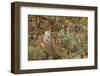 Mrs Spooner in Her Thames-Side Garden at Hammersmith West London-Beatrice Parsons-Framed Photographic Print