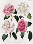 Blooms of Various Flowered Camellia-Mrs Withers-Mounted Giclee Print