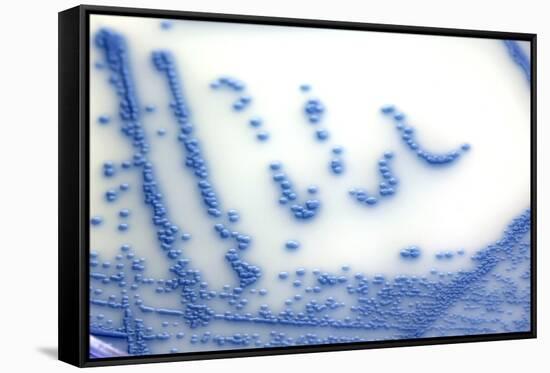 MRSA Bacteria In a Petri Dish-Doncaster and Bassetlaw-Framed Stretched Canvas