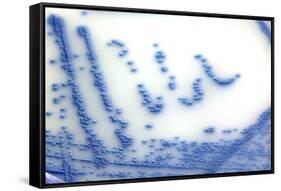 MRSA Bacteria In a Petri Dish-Doncaster and Bassetlaw-Framed Stretched Canvas