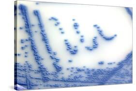 MRSA Bacteria In a Petri Dish-Doncaster and Bassetlaw-Stretched Canvas