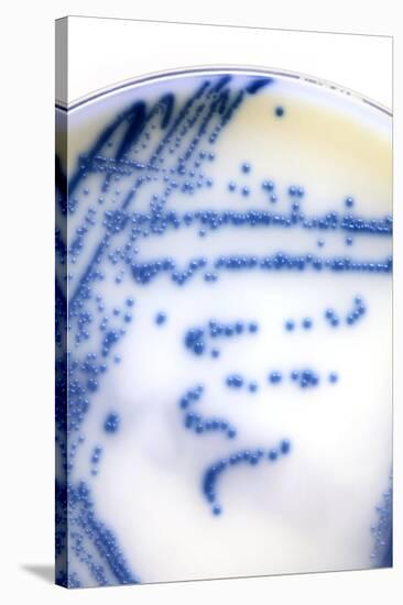 MRSA Bacteria In a Petri Dish-Doncaster and Bassetlaw-Stretched Canvas