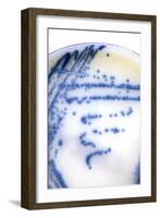 MRSA Bacteria In a Petri Dish-Doncaster and Bassetlaw-Framed Photographic Print