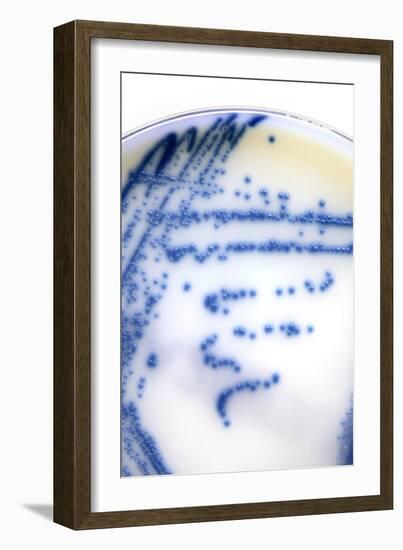 MRSA Bacteria In a Petri Dish-Doncaster and Bassetlaw-Framed Photographic Print