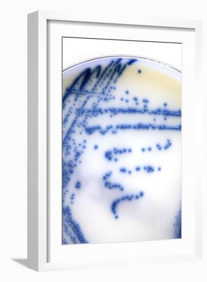 MRSA Bacteria In a Petri Dish-Doncaster and Bassetlaw-Framed Photographic Print