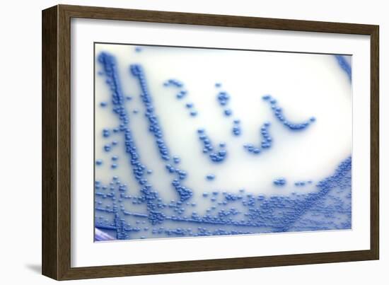 MRSA Bacteria In a Petri Dish-Doncaster and Bassetlaw-Framed Photographic Print