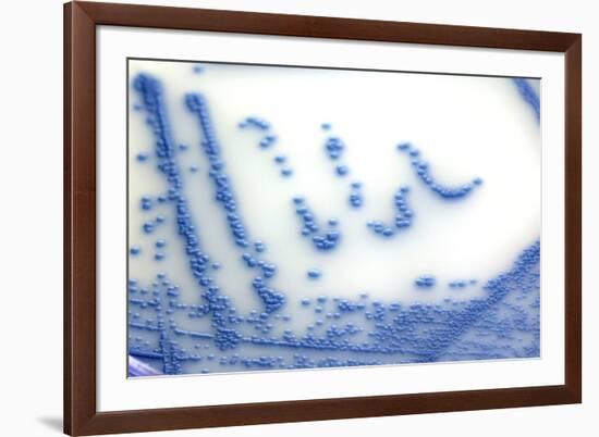 MRSA Bacteria In a Petri Dish-Doncaster and Bassetlaw-Framed Photographic Print