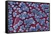 MRSA Bacteria, SEM-CDC-Framed Stretched Canvas