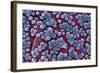 MRSA Bacteria, SEM-CDC-Framed Premium Photographic Print