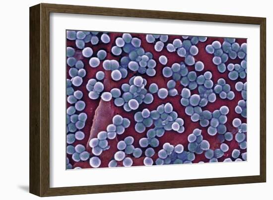 MRSA Bacteria, SEM-CDC-Framed Photographic Print