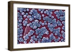 MRSA Bacteria, SEM-CDC-Framed Photographic Print