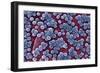 MRSA Bacteria, SEM-CDC-Framed Photographic Print