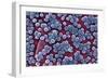 MRSA Bacteria, SEM-CDC-Framed Photographic Print