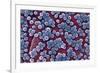 MRSA Bacteria, SEM-CDC-Framed Photographic Print