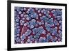 MRSA Bacteria, SEM-CDC-Framed Photographic Print