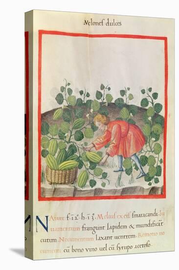 Ms 3054 F.18 Gathering Watermelons, from 'Tacuinum Sanitatis'-null-Stretched Canvas
