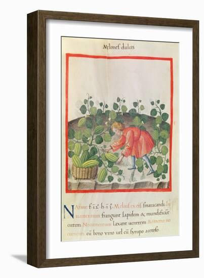 Ms 3054 F.18 Gathering Watermelons, from 'Tacuinum Sanitatis'-null-Framed Giclee Print